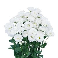 Arosa 3 Pure White Lisianthus