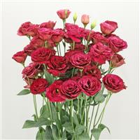 Arosa 3 Red Lisianthus