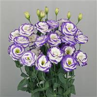 Arosa 3 Blue Picotee Lisianthus
