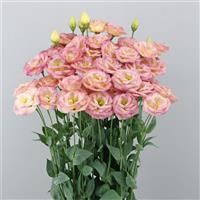Arosa 3 Champagne Lisianthus