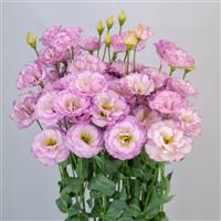 Arosa 1 Lilac Lisianthus