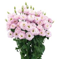 Arosa 1 Pink Lisianthus