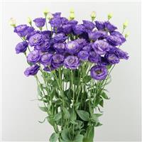 Arosa 1 Sky Blue Lisianthus