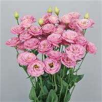 Arosa 2 Pretty Lisianthus