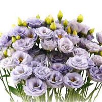 Arosa 2 Silver Lavender Lisianthus