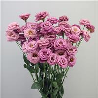 Arosa 2 Wine Lisianthus