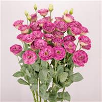 Arosa 3 Wine Flash Lisianthus