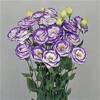 Arosa 4 Blue Picotee Lisianthus