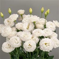 Arosa 2 Pure White Lisianthus