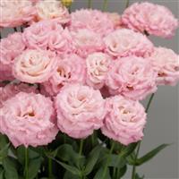 Celeb 2 Pink Mimi Lisianthus