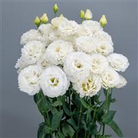 Celeb 3 Crystal Lisianthus