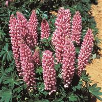 Lupin Gallery Pink Shades
