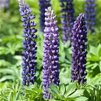Lupin Gallery Blue Shades