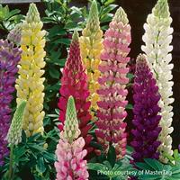 Lupin Gallery Extra Mix