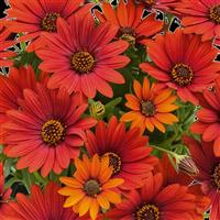 SummerSmile Sangria Osteospermum