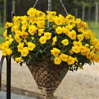 Freefall Golden Yellow Pansy