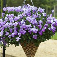 Freefall Lavender Pansy