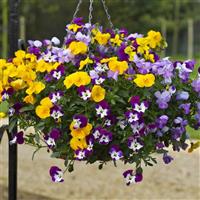 Freefall Mix Pansy
