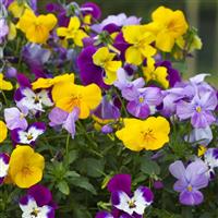 Freefall Mix Pansy