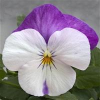 Freefall White Rose Wing Pansy
