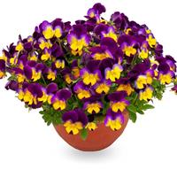 Freefall Sundown Pansy