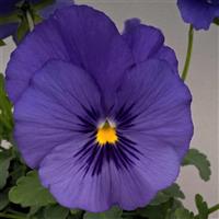 Freefall True Blue Pansy