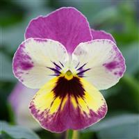 Freefall Pineapple Crush Pansy