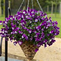 Freefall Purple and White Pansy