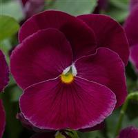 Spring Grandio Rose Pansy