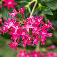 Graffiti Falls Rose Pentas