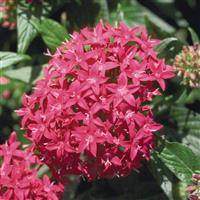 Graffiti Lipstick Pentas