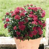 Graffiti Lipstick Pentas