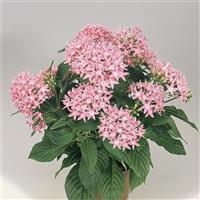 Graffiti Pink Pentas