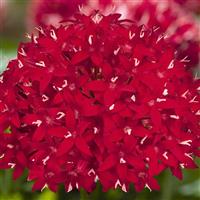 Graffiti Red Velvet Pentas