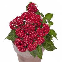 Graffiti Red Velvet Pentas