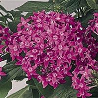 Graffiti Violet Pentas