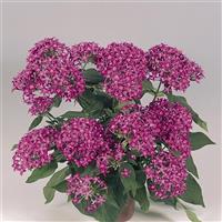 Graffiti Violet Pentas