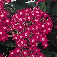 Graffiti Bright Red Pentas