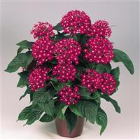 Graffiti Bright Red Pentas