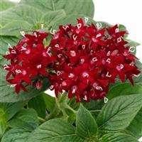 Graffiti Deep Red Pentas