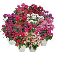 Graffiti Select Mix Pentas
