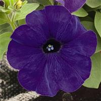 Success TR Blue Petunia