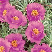 Sundial Fuchsia Portulaca