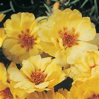 Sundial Gold Portulaca