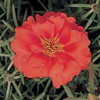 Sundial Orange Portulaca