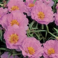Sundial Pink Portulaca