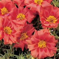 Sundial Scarlet Portulaca