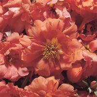 Sundial Tangerine Portulaca