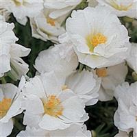 Sundial White Portulaca