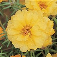 Sundial Yellow Portulaca